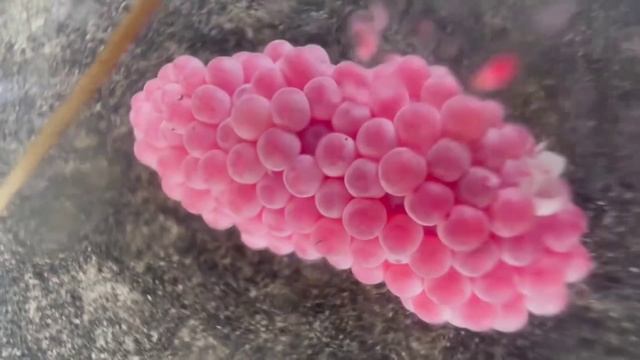 Invasive snail eggs crushed | Apple snail Eggs ASMR 🐌16 смотреть онлайн