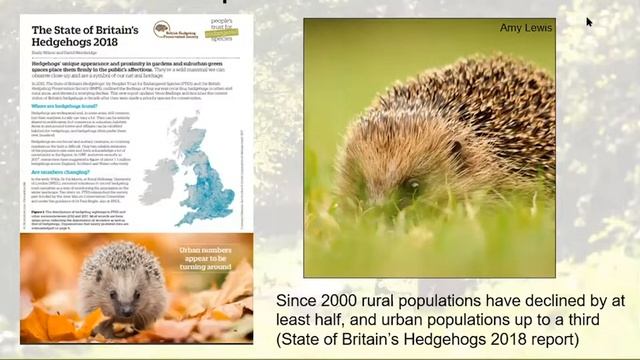 Wildlife Through Your Window - Episode 2 - Hedgehogs смотреть онлайн