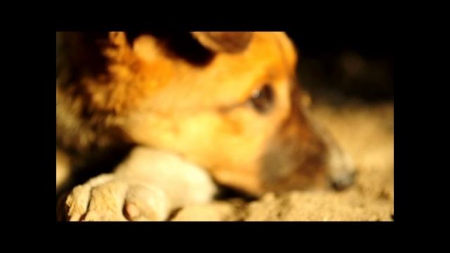 TheDog 18.07.11.wmv смотреть онлайн