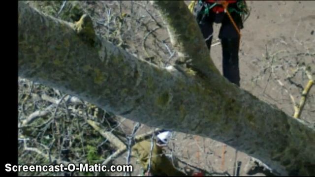 giardiniere d'oro treeclimbing Lucca смотреть онлайн