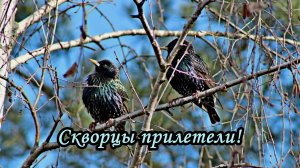Скворцы прилетели
