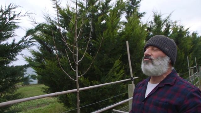 How to espalier a fruit tree смотреть онлайн
