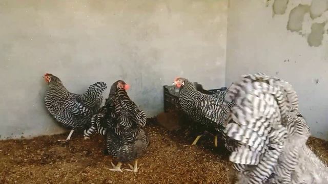 Plymouth Rock Heritage Breeders смотреть онлайн