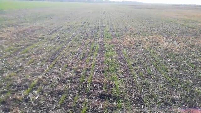 Пшеница 'Губернатор Дона' ноутилл первый год смотреть онлайн