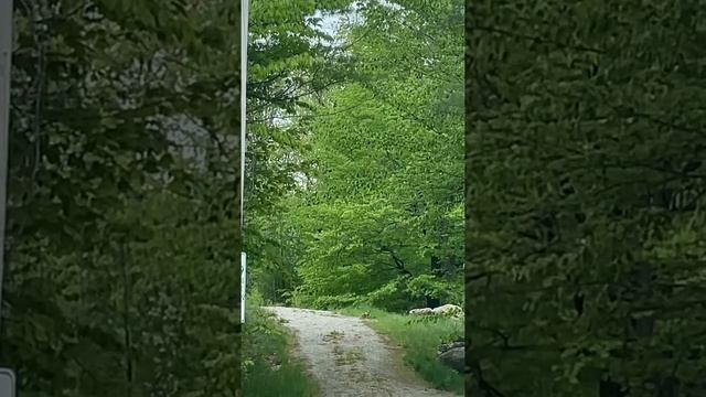 Foxes Frolicking On The Trail. 🦊 #fox #maine #wildlife смотреть онлайн