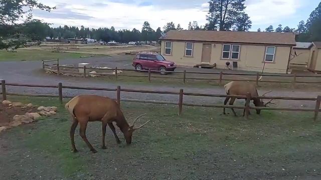 Looking out window to see Elk in the yard in Arizona near the Grand Canyon 🦌🦌 смотреть онлайн
