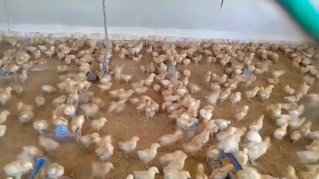 THE NOVOGEN BROWN EGG LAYER CHICKS ARE IN BROODING || How do they survive? смотреть онлайн