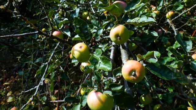 5 Wonderful Health Benefits of Apples for Kids смотреть онлайн