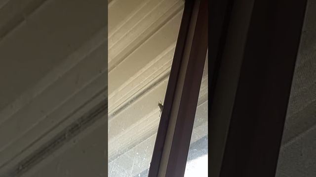 A leaf bug walking on my window while my teacher says Columbus was an astronaut for 2 minutes смотреть онлайн