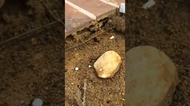 Мой эксперимент над Lasius Niger смотреть онлайн