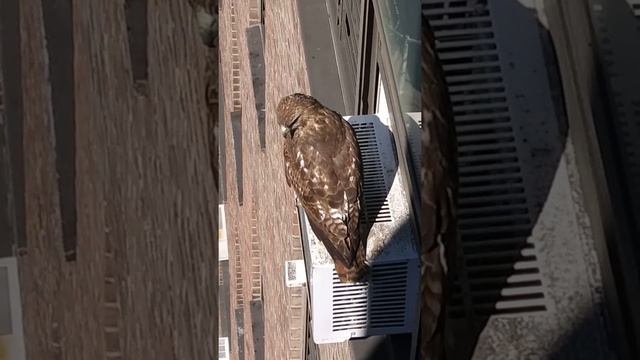 What a beautiful bird I saw outside my window💓. I have never seen a bird like it. смотреть онлайн