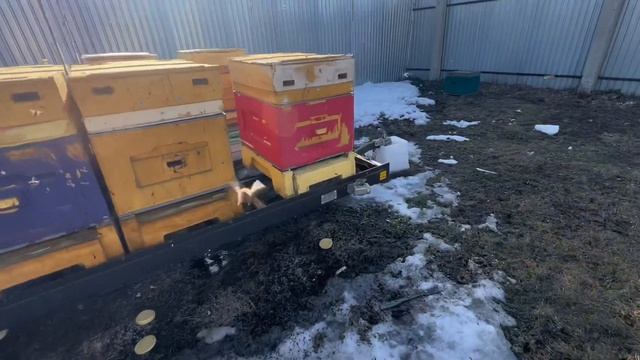 Обзор прицепа для пчёл Балансир с выкатом рядом об итогах зимовки и обзор участка где стоят пчёлы