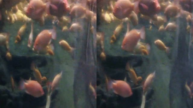 Fish Tank with Waterfall 3D смотреть онлайн