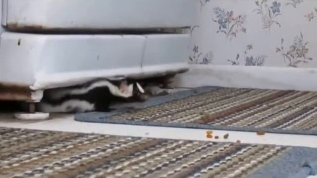 The Importance of Conducting Pest Inspections During the Homebuying Process смотреть онлайн