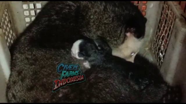 WOW!!! Si Frieza Beranak 3 ekor Anaknya Unix Semua смотреть онлайн