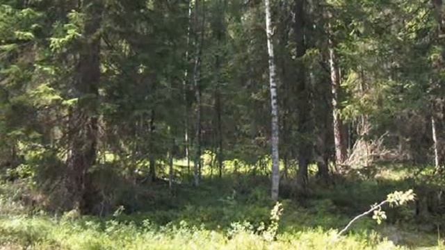 Вӧльнӧй зон.wmv смотреть онлайн