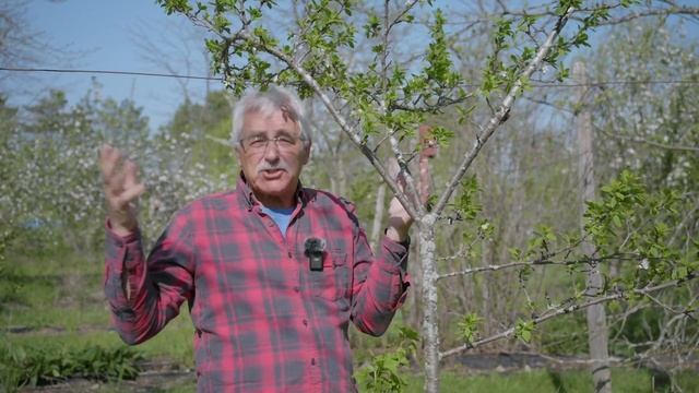 8 reasons WHY your Fruit Tree isn’t PRODUCING FRUIT/FLOWERS смотреть онлайн