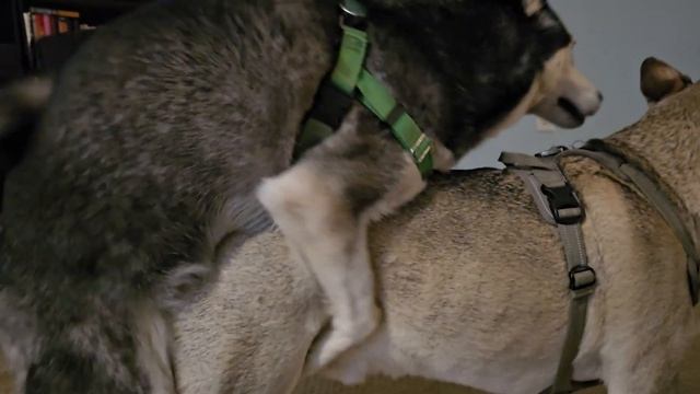 Husky Play Date смотреть онлайн