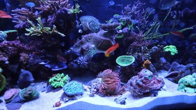 300 gallon Reef tank 2.0 (post tank crash). смотреть онлайн