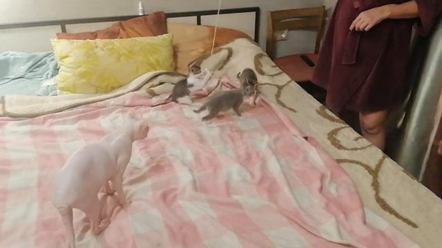 Котята играют с бантиком на веревке смотреть онлайн
