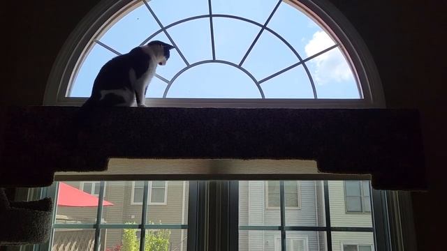 Wilson in high window August 22 смотреть онлайн