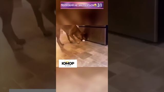 Попробуй не засмеяться за 1 минуту 😂 #шортс смотреть онлайн
