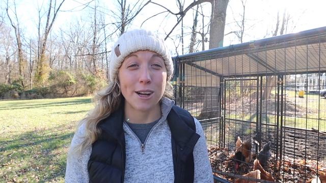 How to Keep Chicken Warm in the Winter for Free | Deep Litter Method смотреть онлайн