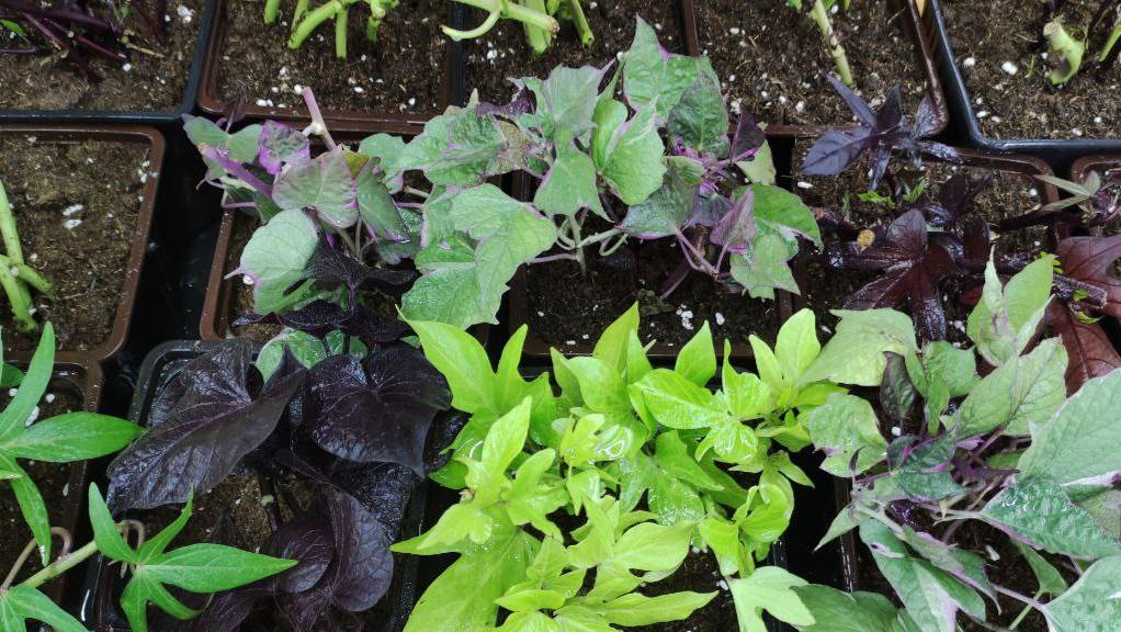 Как сохранить ипомею батат до весны. Формирую маточные кусты для зимнего черенкования. смотреть онлайн