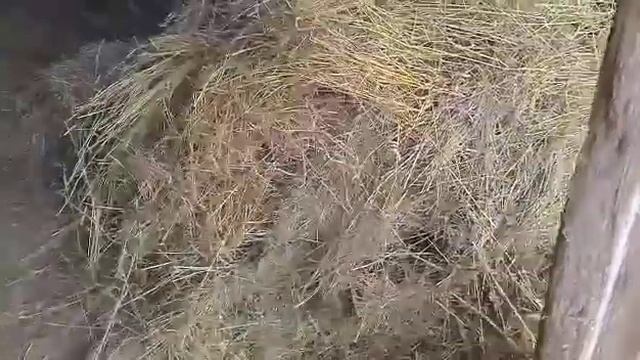 На хуторе нас ещё столько не было- Подготовка сарая к приезду новых животных-Блюдо с детства! смотреть онлайн