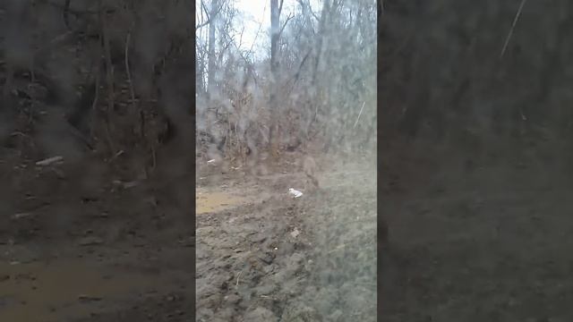 Deer peeping in my window смотреть онлайн