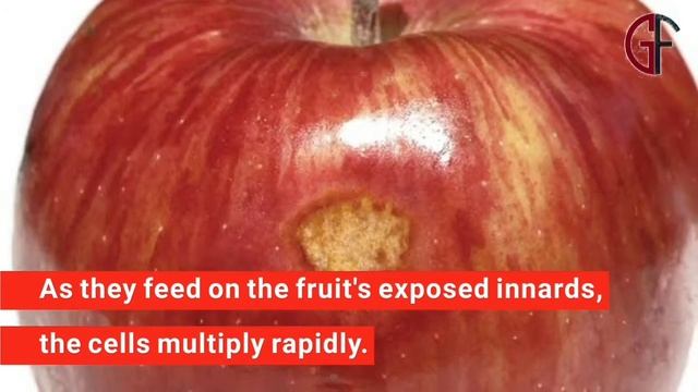 Why do Apple’s bruise when dropped? || #curiosity || General Facts смотреть онлайн