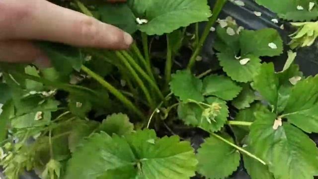 Клубника Купчиха во всей красе смотреть онлайн