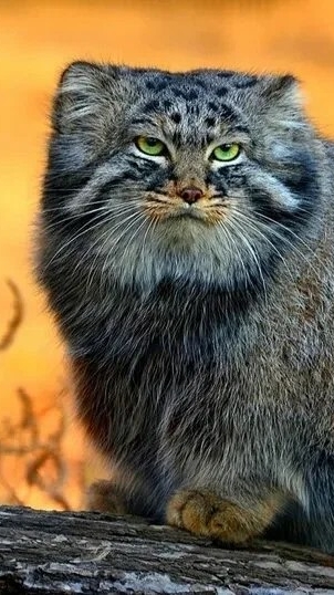 scene_output.mp4 смотреть онлайн