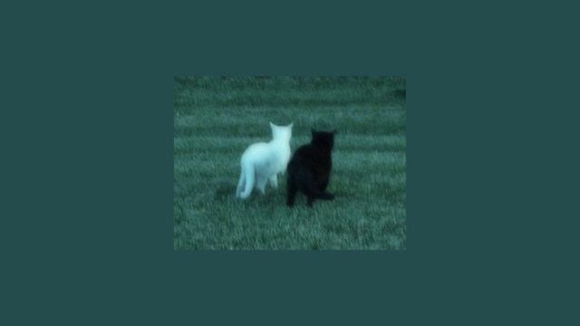 cigarettes out the window x dangerously yours - tv girl (full version) смотреть онлайн