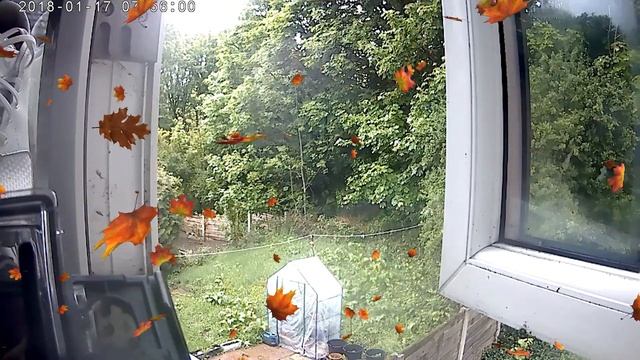 Open window ambience with leaves falling to sleep and study. смотреть онлайн