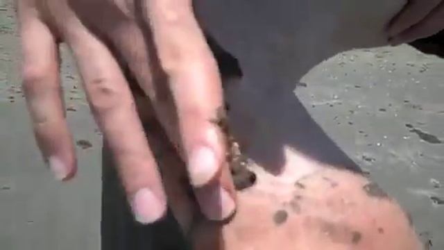 Mother Jones' Mac McClelland on Grand Isle, Louisiana, May 20, 2010 смотреть онлайн