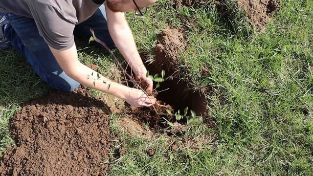 Planting Apple Trees I Grew From Seed смотреть онлайн