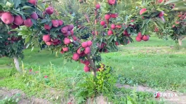 #uzbekistan #qirg'iziston bog'dorchilik смотреть онлайн