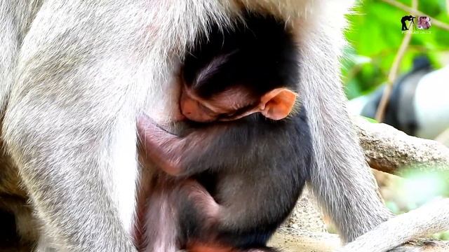 Super Drink Milk.! Mini Baby Rolls Royce Drink Milk From Mom Look His Face Very Cutest
