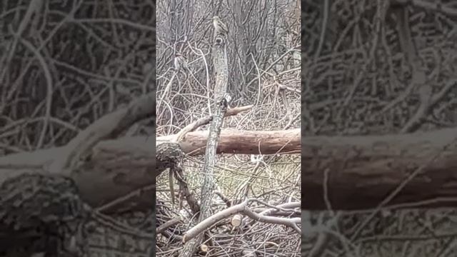 Найди воробья смотреть онлайн