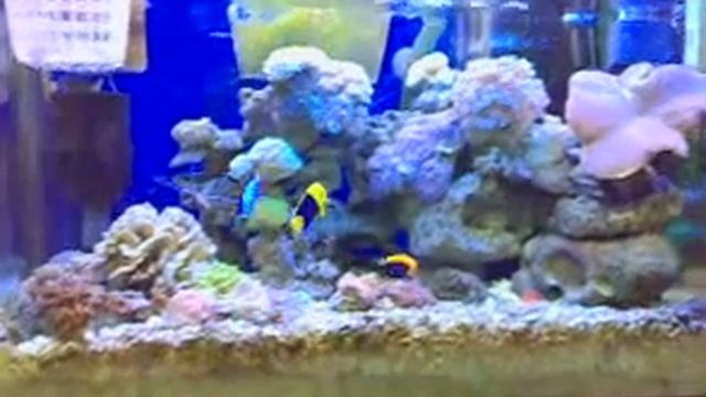 fatjimmy's 24" fish tank смотреть онлайн