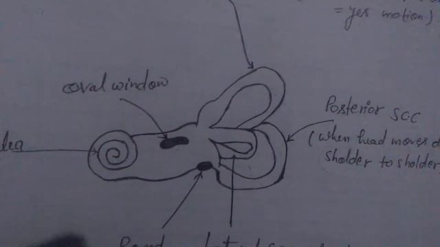 Phase difference between OVAL WINDOW and ROUND WINDOW in human ear смотреть онлайн