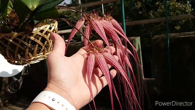 Cirrhopetalum ( Bulbophyllum )Elizabeth Ann 'Buckleberry', FCC/AOS