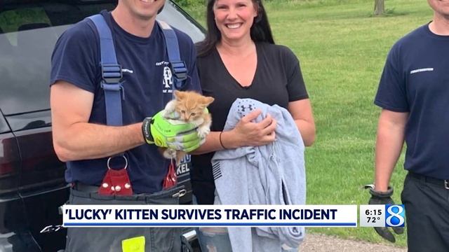 Kitten rescued after being thrown out vehicle window смотреть онлайн