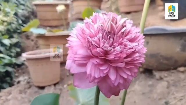 ഹൈറേഞ്ചിൽ ആദ്യമായി വിരിഞ്ഞ ഈ അപൂർവ ഇനം താമരയുടെ വിശേഷങ്ങൾ കാണാം/lotus/flower/story смотреть онлайн