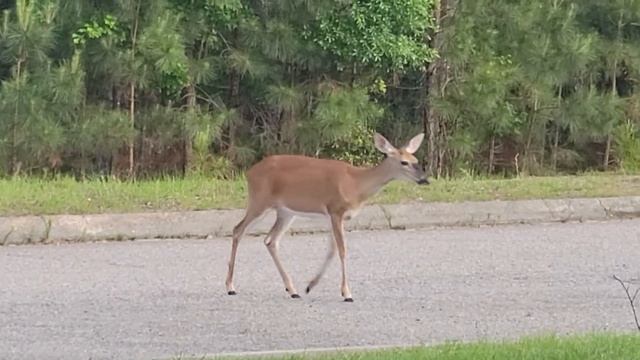 My deer friends outside my office window. смотреть онлайн