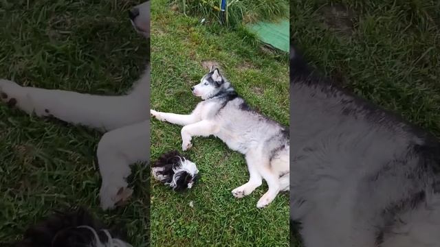 Компанейский чиллинг смотреть онлайн