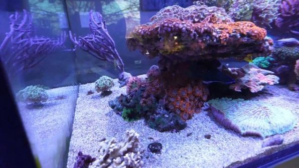 Maxspect Gyre XF350 Cloud Edition - Setup and in initial review