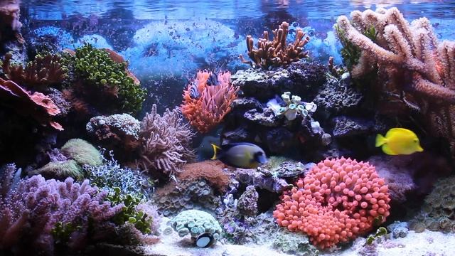1 hour coral reef aquarium video, relaxing aquarium screensaver смотреть онлайн