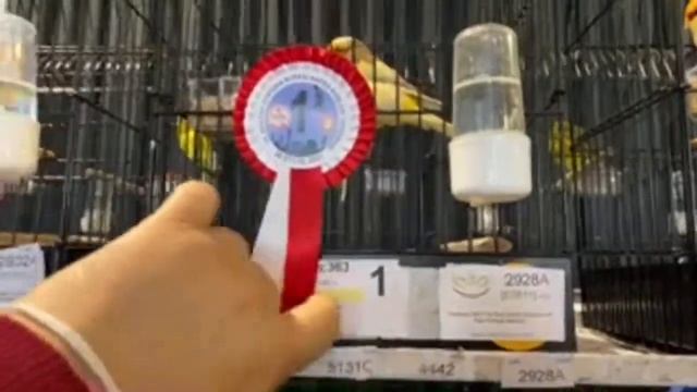 11.Ankara Atatürk Kupası🏆Kafes Kuşları Yarışması (Anfa Altınpark Salonundan Canlı Yayın) смотреть онлайн